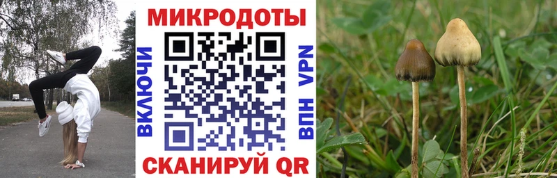 цена   Верхняя Тура  Псилоцибиновые грибы Cubensis 